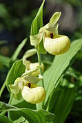 Cypripedium flavum