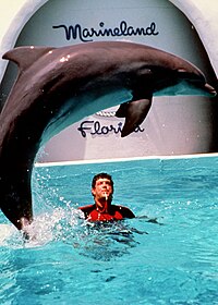 Dolphin Show DolphinShow MarinelandOfFlorida.jpg