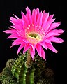 56 Cactus flower, unidentified created, uploaded, and nominated by Tomas Castelazo