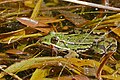 Pelophylax esculentus