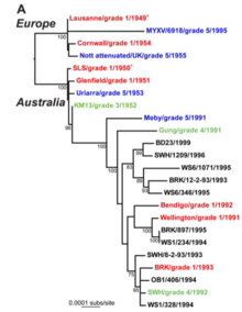 Evolution history of myxoma virus Evolutionary History of MYXV.tiff