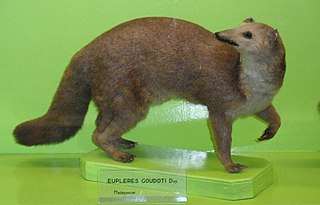 <i>Eupleres</i> Genus of carnivores