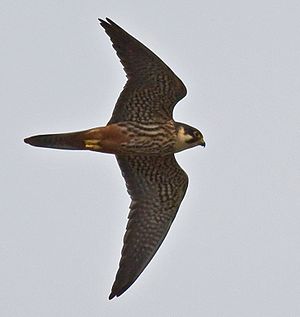 Buumfalk (Falco subbuteo) LC - least concern (ei trüüwet)