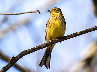 <span class="mw-page-title-main">Emberizoidea</span> Superfamily of passerine birds