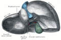 Visió posterior del fetge.