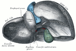 Coronary ligament