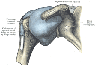 <span class="mw-page-title-main">Adhesive capsulitis of the shoulder</span> Painful disease restricting movement