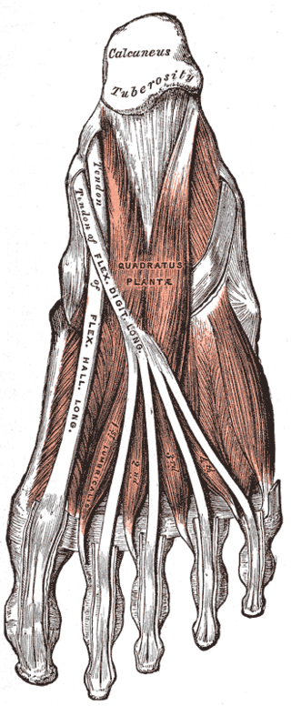 <span class="mw-page-title-main">Quadratus plantae muscle</span> Muscles of the sole of the foot