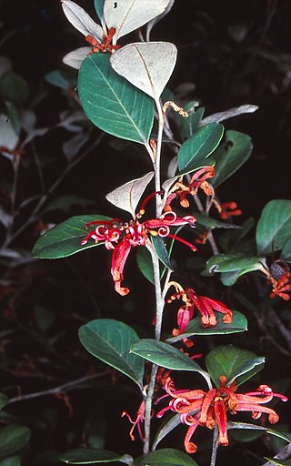 <i>Grevillea oxyantha</i> Species of shrub in the family Proteaceae endemic to New South Wales, Australia