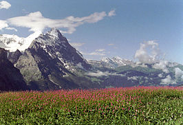 Duizendknoop op de Grote Scheidegg