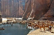 Photographie d'un troupeau de dromadaires buvant de l'eau dans une oasis