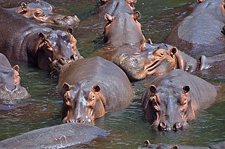 <span class="mw-page-title-main">Hippopotamidae</span> Family of mammals