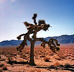 Yucca brevifolia (yuccapalm, palmlilja, Joshua-träd)