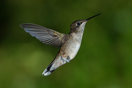 Female Ruby-throated Hummingbird (Archilochus colubris) Date