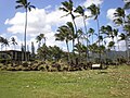 Kauai-Heiau-Hikinaakala-far.JPG