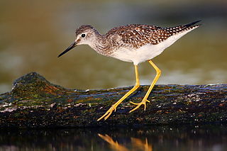 <span class="mw-page-title-main">Lesser yellowlegs</span> Species of medium-sized shorebird