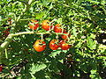 Solanum pimpinellifolium meyveleri]]