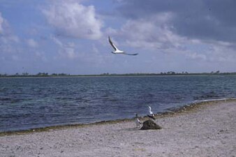 Lagoon shore on Manra Island