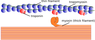 <span class="mw-page-title-main">Myofilament</span> The two protein filaments of myofibrils in muscle cells