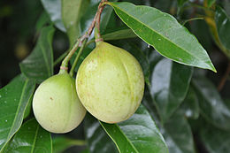 Kvapusis muskatmedis (Myristica fragrans)