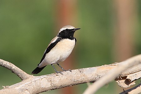 Pietrar de deșert (Oenanthe deserti)