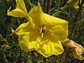 Oenothera elata hookeri