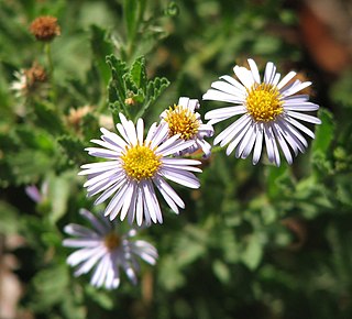 <i>Olearia</i> Genus of flowering plants