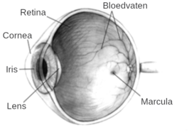 Doorsnede van het oog met links het hoornvlies (cornea)