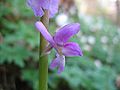 Orchis mascula Germany - Rügen