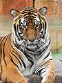 Tiger (Panthera tigris)