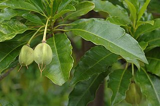 <i>Peripentadenia</i> Genus of trees