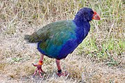 South Island takahē