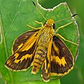 キマダラセセリ Potanthus flavum セセリチョウ科