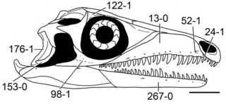 <span class="mw-page-title-main">Prolacertidae</span> Extinct family of reptiles