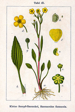 Rāvas gundega (Ranunculus flammula)