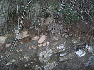 <span class="mw-page-title-main">Rendzina</span> Humus-rich shallow soil type