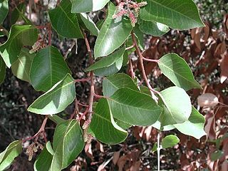 <i>Rhus ovata</i> Species of tree