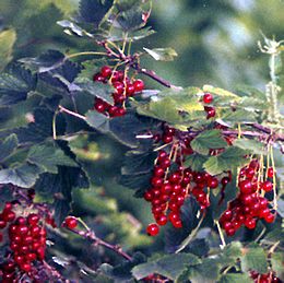 Vörös ribiszke (Ribes rubrum)