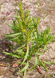 <i>Rumex fueginus</i> Species of flowering plant