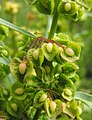 Rumex crispus