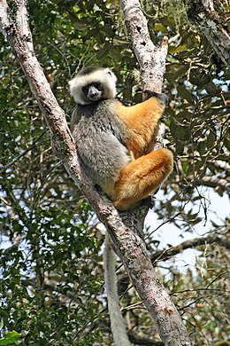 Diadémszifaka (Propithecus diadema)