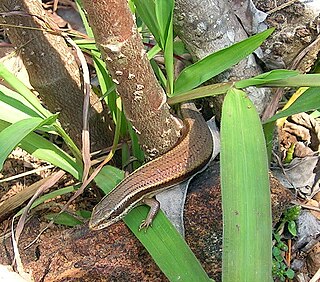 <span class="mw-page-title-main">Lygosominae</span> Subfamily of lizards