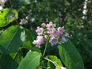 <i>Apocynum</i> Genus of flowering plants