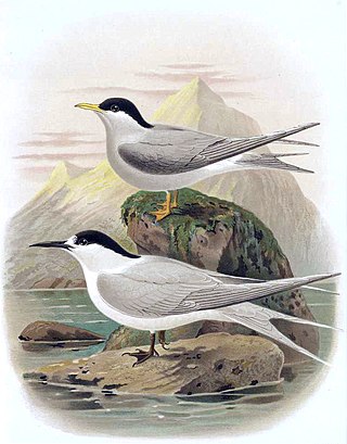 <span class="mw-page-title-main">Marsh tern</span> Genus of birds