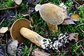 Suillus variegatus