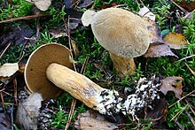 Suillus variegatus 111113w.JPG