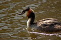 Búbos vöcsök (Podiceps cristatus)