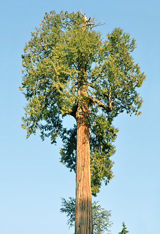 <i>Thuja plicata</i> Species of conifer