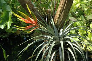 <span class="mw-page-title-main">Tillandsioideae</span> Subfamily of family Bromeliaceae