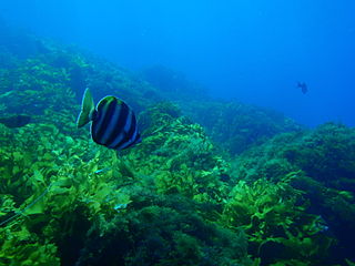 <span class="mw-page-title-main">Great Southern Reef</span> Australian reef system